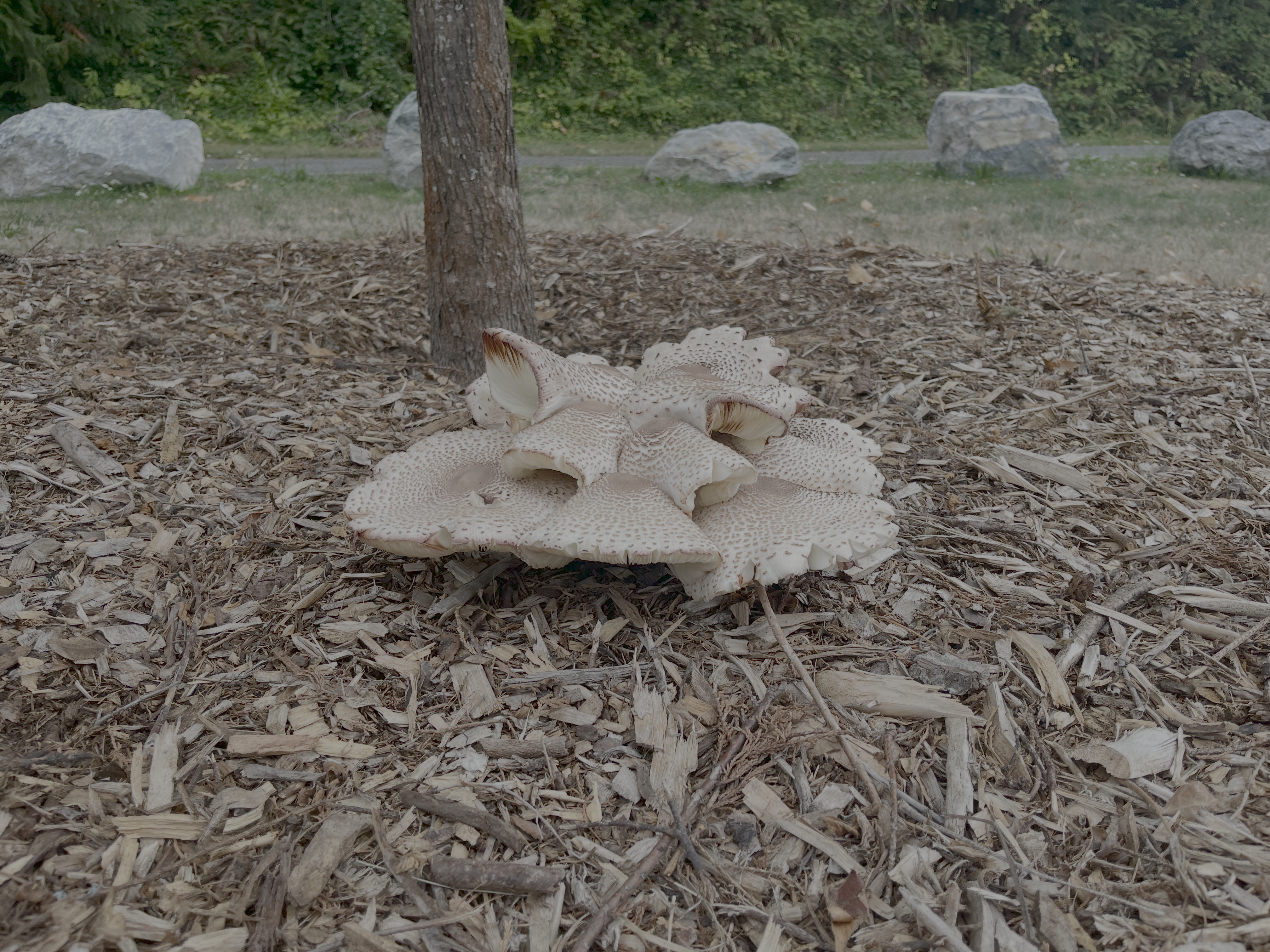 Seattle Mushrooms